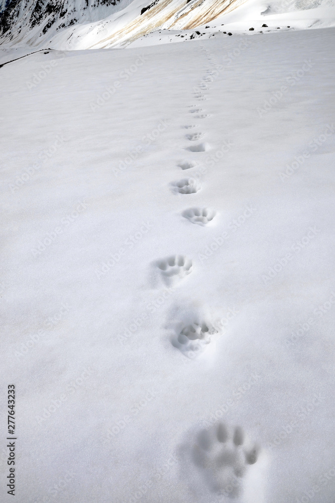 Snow leopard footprints on the snow. North Chuya mountain range. Altai Republic, Siberia, Russia. Snow leopard footprints on the snow. North Chuya mountain range. Altai Republic, Siberia, Russia.