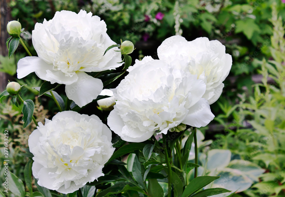 Snow-white perennial plant-peony Alba Plen,very delicate white color and  beautiful carved leaves Stock Photo | Adobe Stock