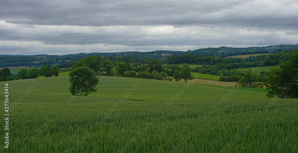Wheat field with forests and sky in background