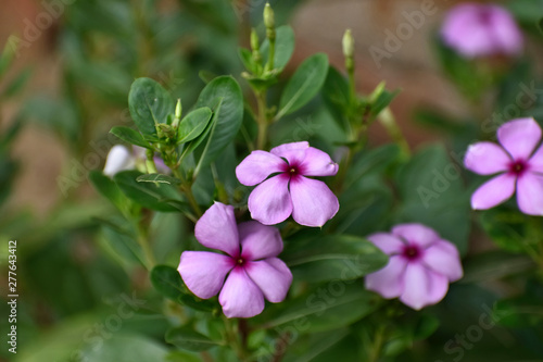 Catharanthus roseus  commonly known as the Madagascar periwinkle  a source of the drugs vincristine and vinblastine  used to treat cancer.