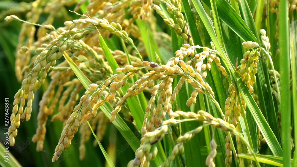 Rice plant with rice fruit before harvest in the field in summer. Rice is the major food in Asia and can harvest twice in a year in many countries.