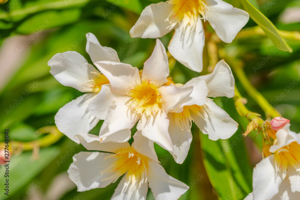 Fresh bright white and yellow flowers on green background Fresh bright white and yellow flowers on green background