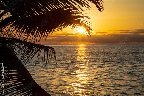 Sonnenuntergang Palme