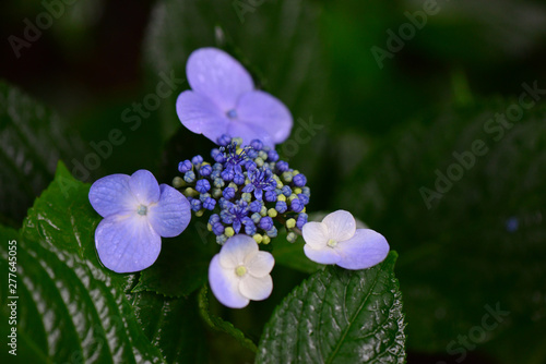 Wallpaper Mural 紫陽花 Torontodigital.ca