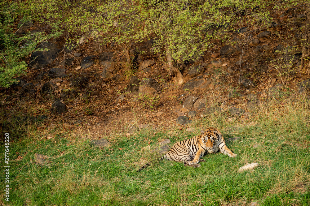 An angry male tiger with expression on his face on a green grass at Ranthambore National Park, India An angry male tiger with expression on his face on a green grass at Ranthambore National Park, India