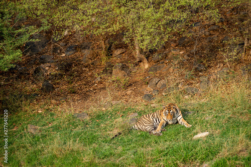 An angry male tiger with expression on his face on a green grass at Ranthambore National Park  India