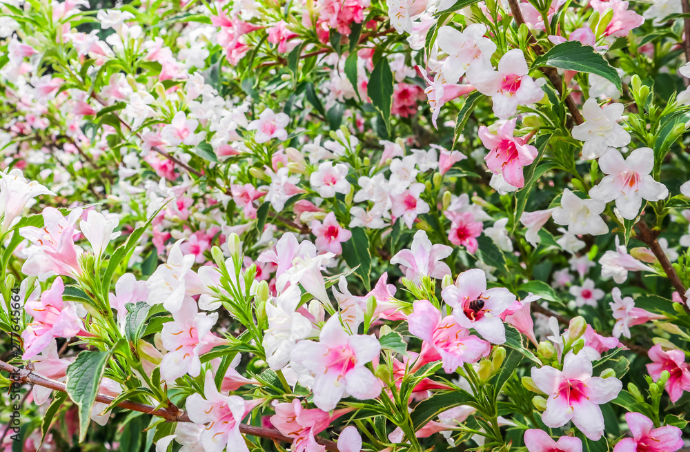 Pale pink flowers of Weigela Florida Variegata. Floral background Pale pink flowers of Weigela Florida Variegata. Floral background