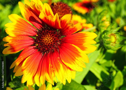 Showy and bright Gaillardia pulchella flower close up.