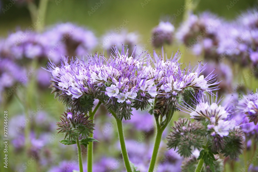 Fototapeta premium Tansy phacelia,green manure,honey culture