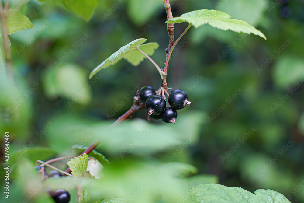 Small group of ripe blackcurrants in a green scene. Small group of ripe blackcurrants in a green scene.