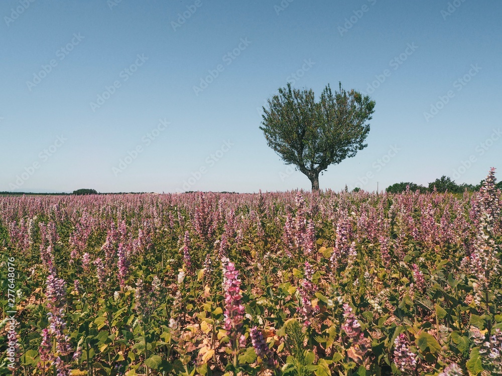 Lavender field in the province of Valensole in Provence in France, the tree in the shape of a heart