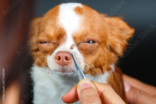 Dog tick bloodsucking,Closeup of hands using silver pliers to remove dog tick ,dog health care concept.Focus dog tick.