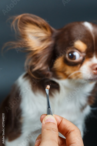Dog tick bloodsucking,Closeup of hands using silver pliers to remove dog tick ,dog health care concept.Focus dog tick.