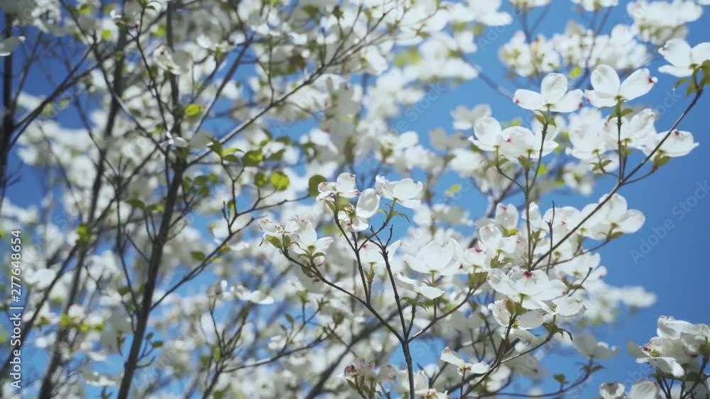 White flowers blooming in tree blowing in the wind White flowers blooming in tree blowing in the wind