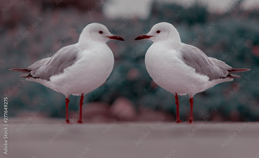 Two white seagulls standing on the road Two white seagulls standing on the road