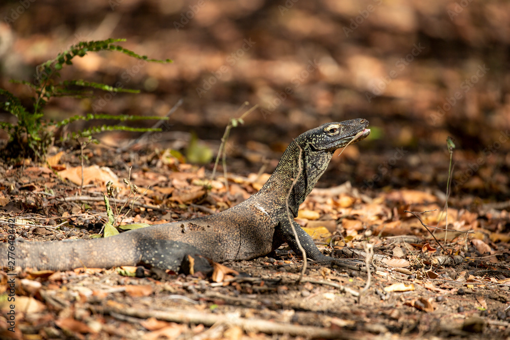 Obraz premium Baby Waran