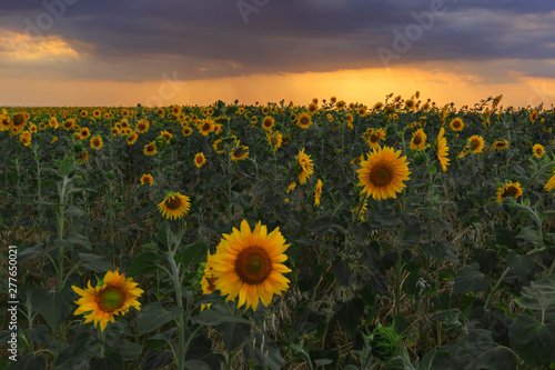 Sunflowers field at sunset in the mountains