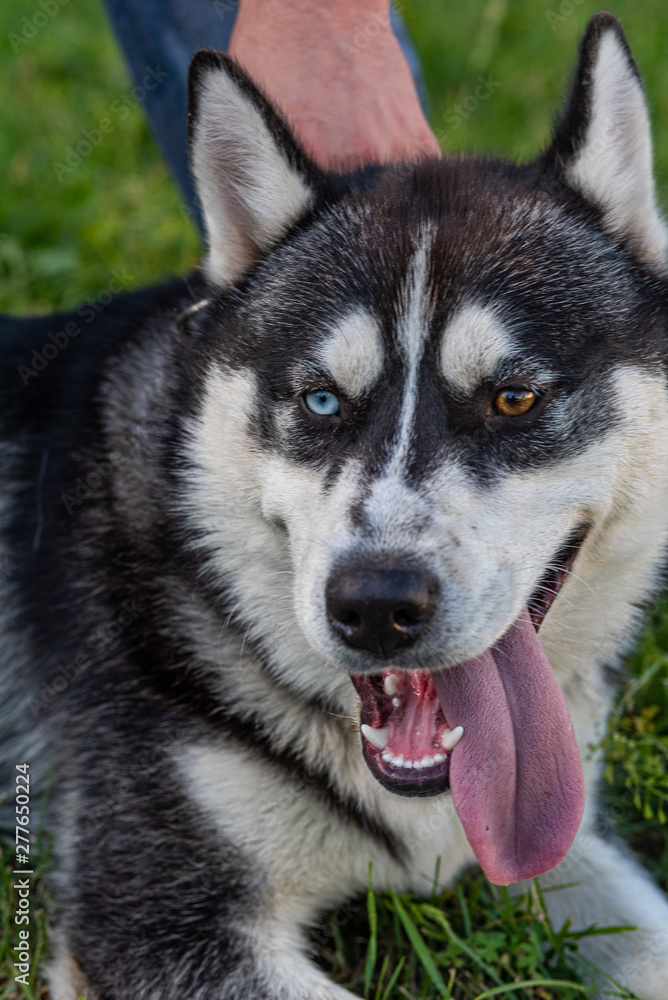 Portrait of a Siberian Husky close up. Photographed in a park. Portrait of a Siberian Husky close up. Photographed in a park.