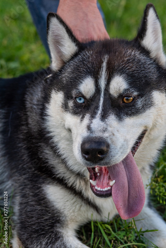 Portrait of a Siberian Husky close up. Photographed in a park.