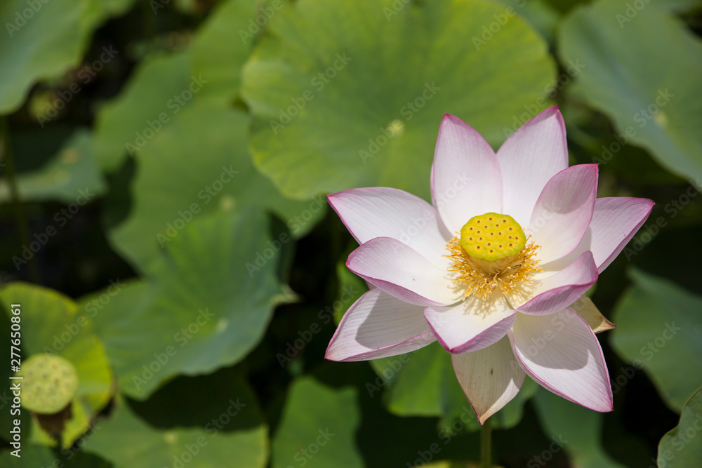 A lotus flowers blooming in beautiful nature A lotus flowers blooming in beautiful nature