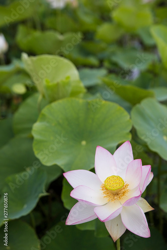 A lotus flowers blooming in beautiful nature