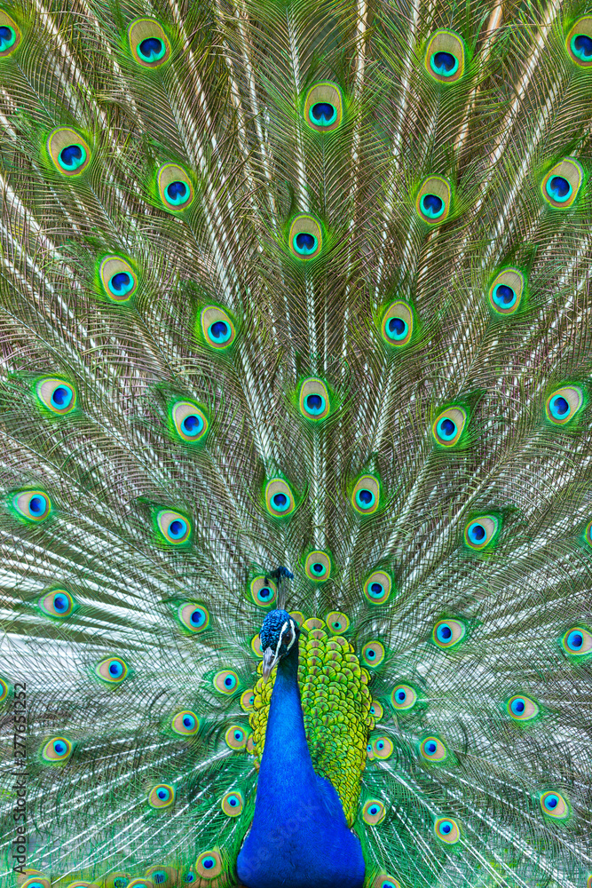 Obraz premium Indian peafowl or blue peafowl (Pavo cristatus)
