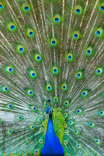 Indian peafowl or blue peafowl (Pavo cristatus)