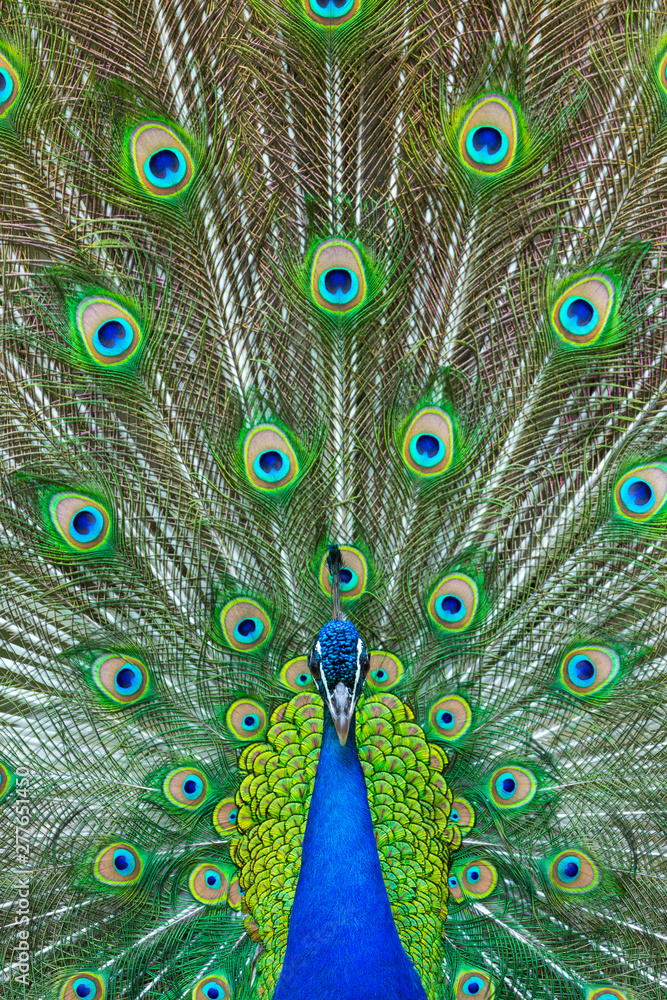 Obraz premium Indian peafowl or blue peafowl (Pavo cristatus)