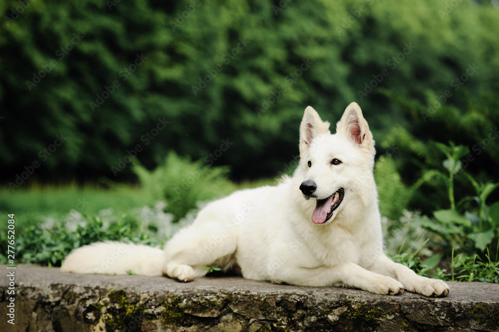 white swiss shepherd poses in nature white swiss shepherd poses in nature