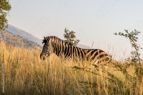 Burchels Zebra in tall grass © Riaan Albrecht