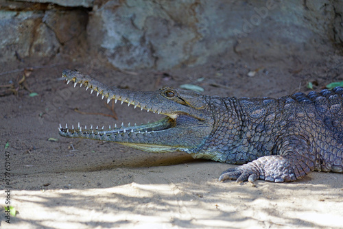 A crocodile in a zoo in Australia