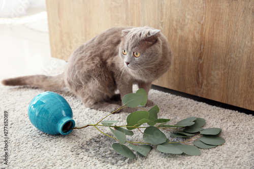 Canvas Print Cute cat and dropped vase on carpet