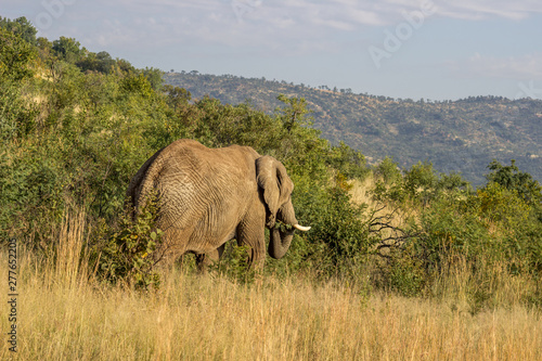 African Elephant  eating a tree branch