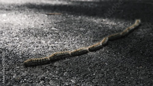 Following the leader, leadership example. Pine processionary caterpillar (Thaumetopoea pityocampa) in Portugal crossing a tarmac road in dappled sunlight