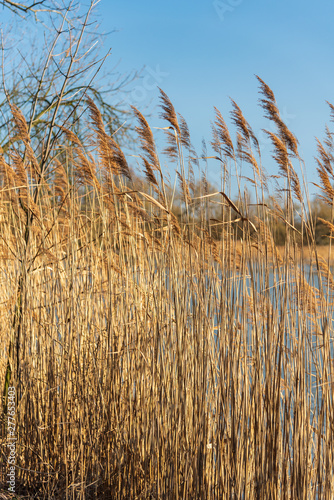 Phragmites australis reed on pond bank during early springtime