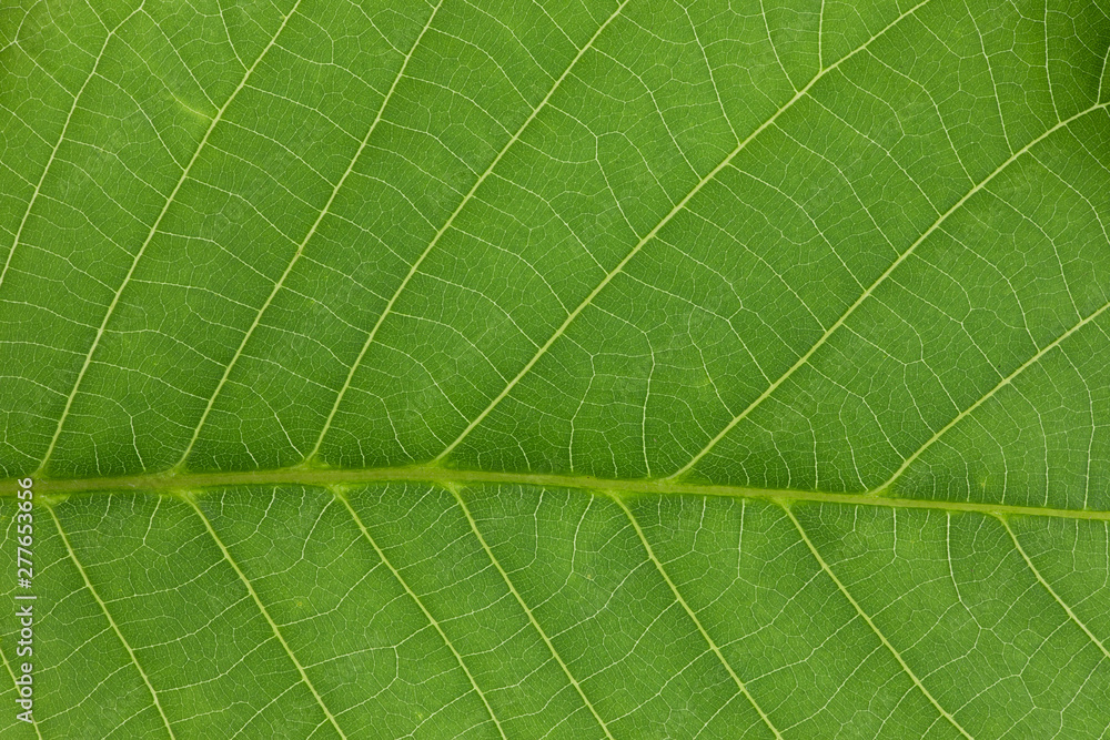 green leaf background, leaf texture and structure green leaf background, leaf texture and structure