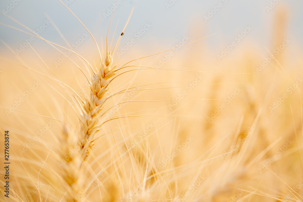 Selective focus close up beautiful nature organic golden barley wheat crop in wheat field with blurred rural scenery wheat field before harvest the grain at sunset in sunny shining day backgrounds. Selective focus close up beautiful nature organic golden barley wheat crop in wheat field with blurred rural scenery wheat field before harvest the grain at sunset in sunny shining day backgrounds.