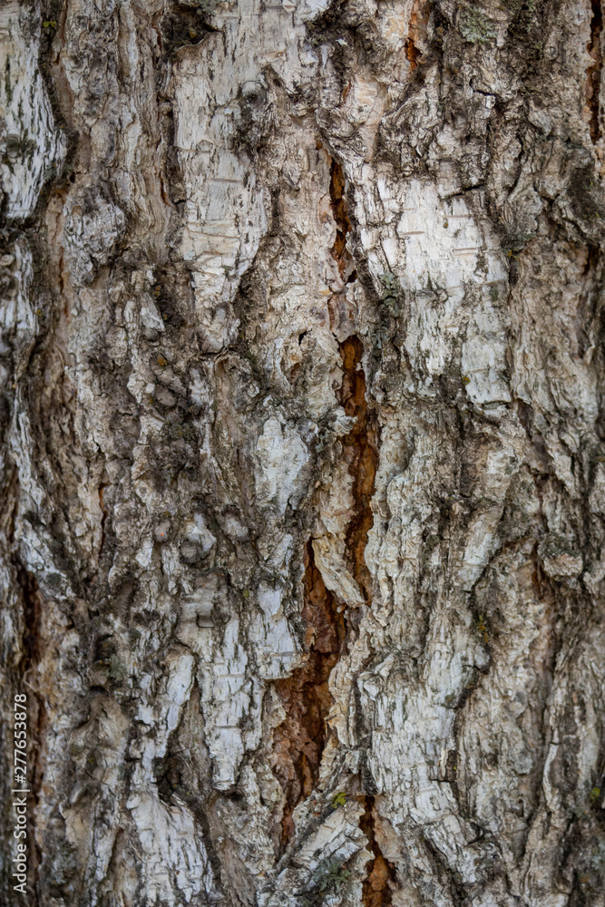 The structure of black and white birch bark of birch closeup The structure of black and white birch bark of birch closeup