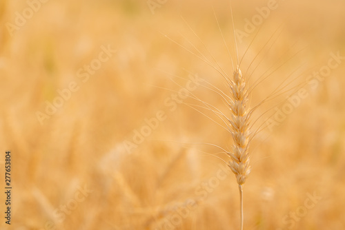 Selective focus close up beautiful nature organic golden barley wheat crop in wheat field with blurred rural scenery wheat field before harvest the grain at sunset in sunny shining day backgrounds.