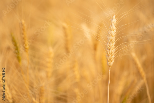 Selective focus close up beautiful nature organic golden barley wheat crop in wheat field with blurred rural scenery wheat field before harvest the grain at sunset in sunny shining day backgrounds.