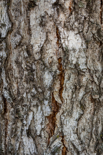 Fototapeta Naklejka Na Ścianę i Meble -  The structure of black and white birch bark of birch closeup