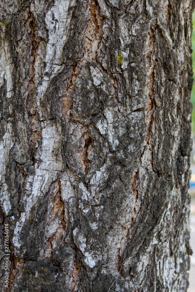 Obraz premium The structure of black and white birch bark of birch closeup