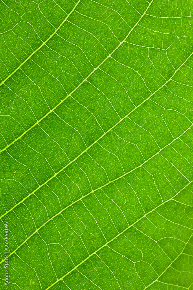 green leaf background, leaf texture and structure green leaf background, leaf texture and structure