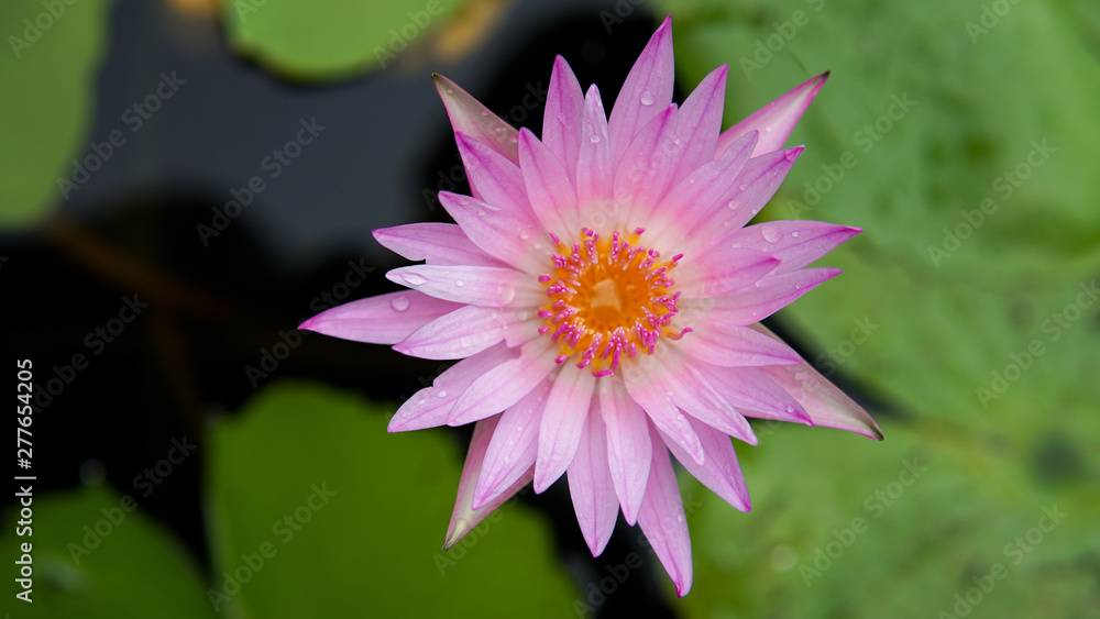 Beautiful lotus flower, lotus flower blossom Beautiful lotus flower, lotus flower blossom