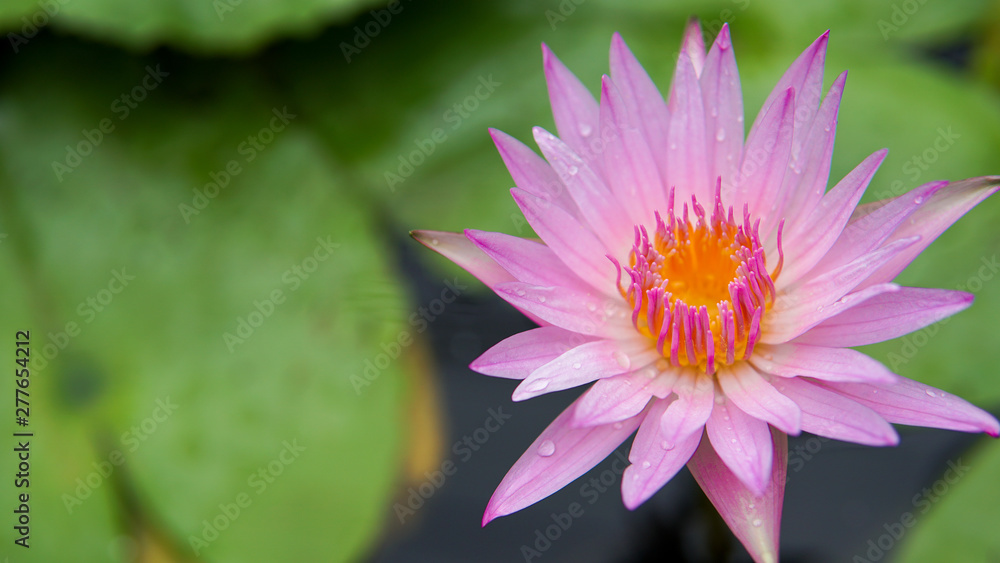 Beautiful lotus flower, lotus flower blossom Beautiful lotus flower, lotus flower blossom