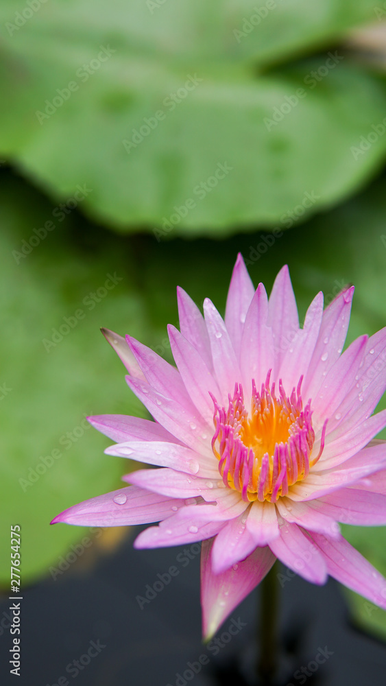 Beautiful lotus flower, lotus flower blossom Beautiful lotus flower, lotus flower blossom