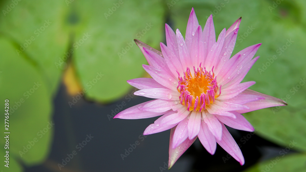 Beautiful lotus flower, lotus flower blossom Beautiful lotus flower, lotus flower blossom