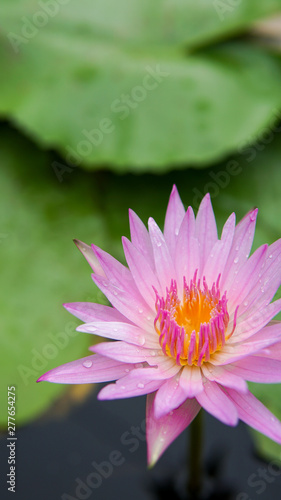 Beautiful lotus flower  lotus flower blossom