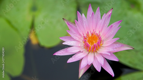 Beautiful lotus flower, lotus flower blossom
