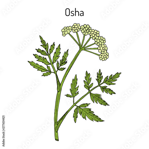 Osha Ligusticum porteri , medicinal plant